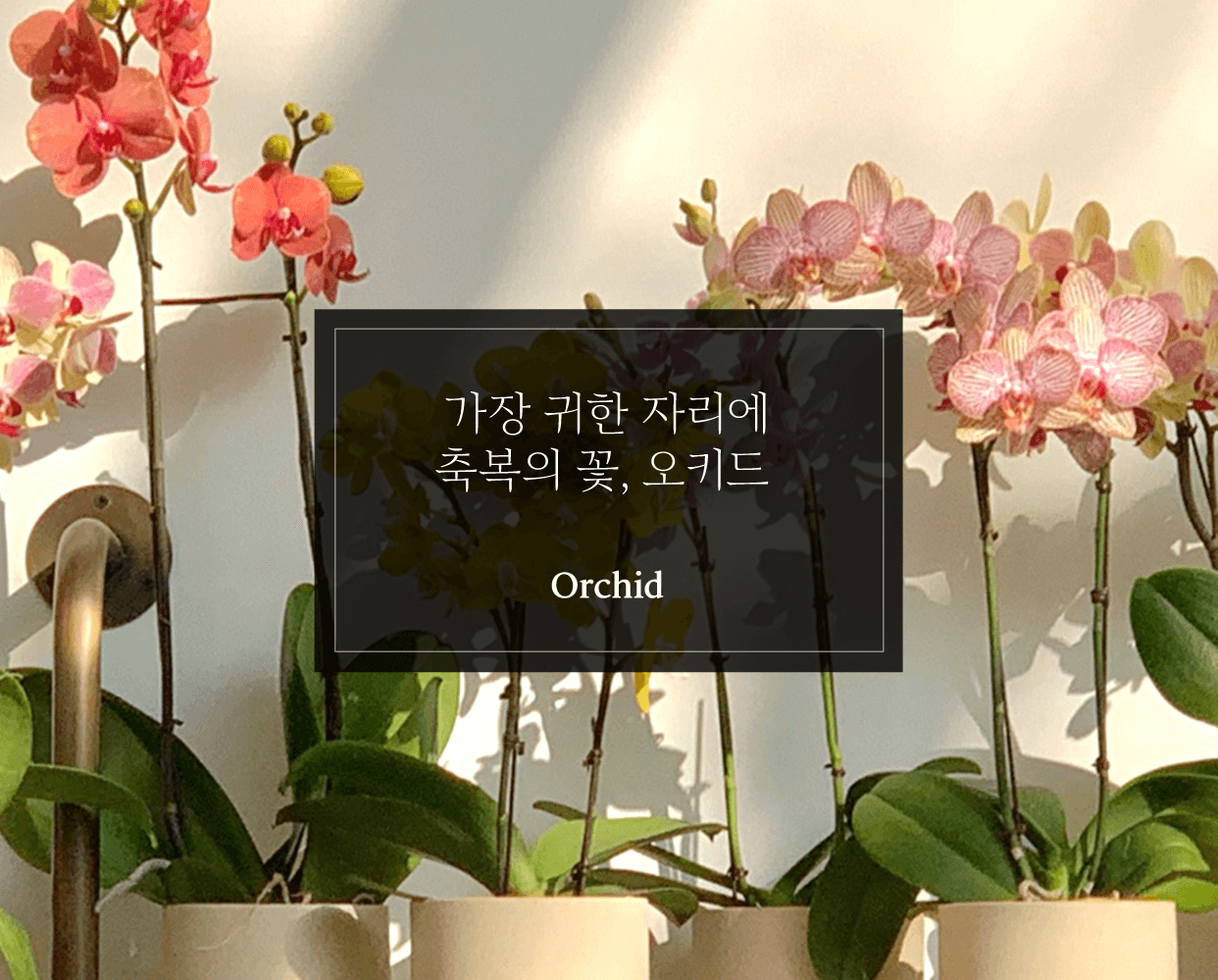 가장 귀한 자리에 축복의 꽃, 오키드 Orchid